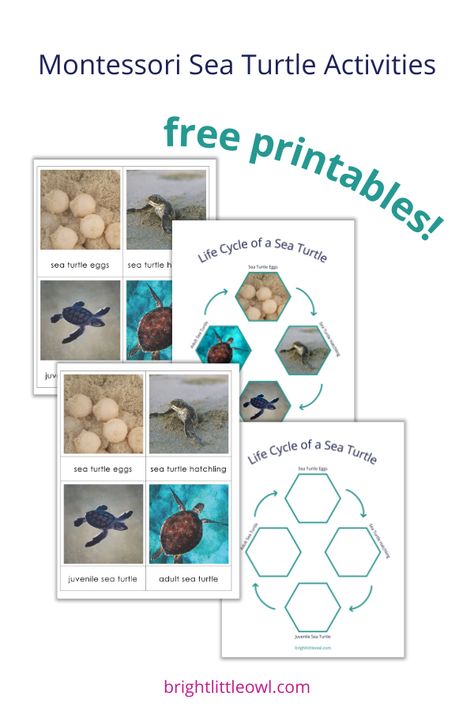 sea turtle activities, Montessori, language, printables, three-part cards, life cycle of a sea turtle, preschooler, homeschooling, science Sea Turtle Activities, Sea Turtle Craft, Early Education Activities, Sea Turtle Life Cycle, Turtle Life Cycle, Turtle Activities, Turtle Names, World Turtle Day, Turtle Day