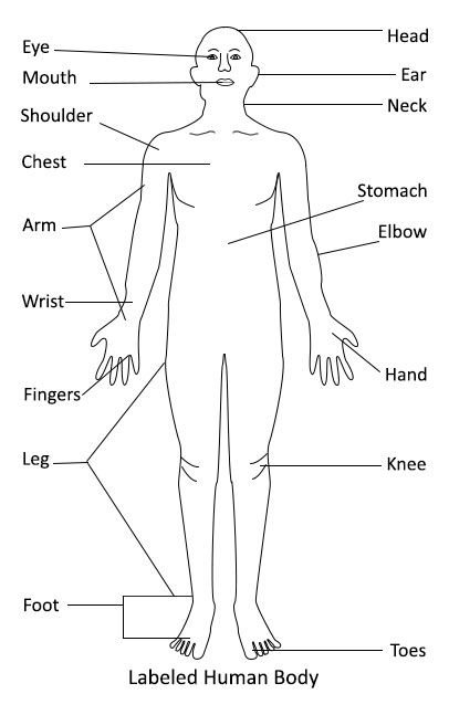 Labeled Human Body Diagram Human Body Labeled, Human Diagram, Parts Of Human Body, Human Body Diagram, Body Chart, Human Body Organs, Body Diagram, Human Body Drawing, Human Body Parts