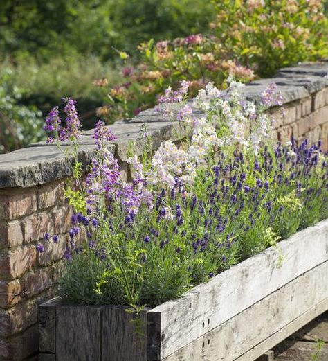 Flower Trough Ideas, Lavender Planter Ideas, Lavender Flower Bed, Lavender Planter, Lavender Planters, Lavender Hidcote, Garden Edge, Lake Landscaping, France Holiday