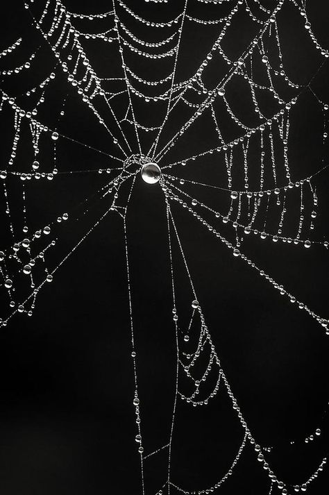 Gothic Spider Web Photography, Close up Dew Covered Cobweb Photograph, Fine Art Photo Print