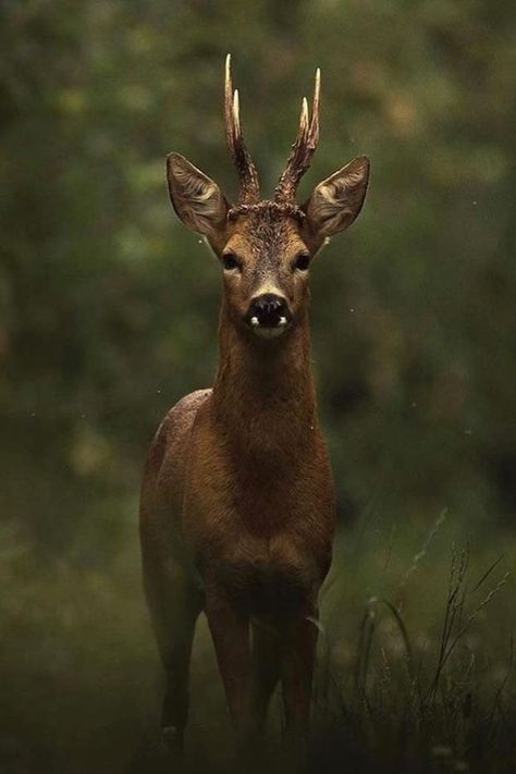 Water Deer, Male Deer, Deer Photography, Hunting Pictures, Deer Photos, Fallow Deer, Roe Deer, Deer Art, Majestic Animals