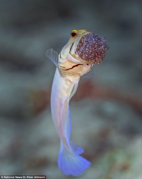 Yellow-headed jawfish spied opening its mouth to aerate its brood!! Reef Fish, Sea Slugs, Deep Sea Creatures, Most Beautiful Animals, Underwater Life, Parallel Universe, Water Life, Silly Dogs, Sea Horse