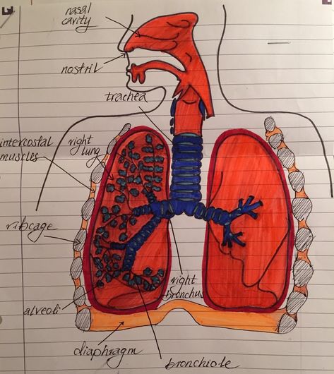 Respiratory system diagram Diagram Of Lungs Respiratory System, How To Draw Respiratory System, Respiratory System Drawing Aesthetic, Respiratory System Diagram, Human Respiratory System Diagram, Human Respiratory System Drawing, Respiratory System Drawing, Lungs Drawing, Respiratory System Anatomy