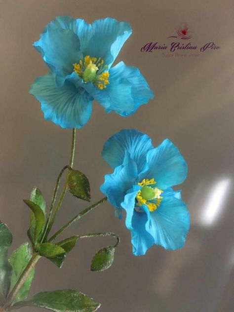 Poppyseed Chicken, Himalayan Poppy, Himalayan Blue Poppy, Poppies Tattoo, Flowers In A Vase, Gum Paste Flowers, Garden Aesthetic, Blue Poppy, Garden Design Ideas