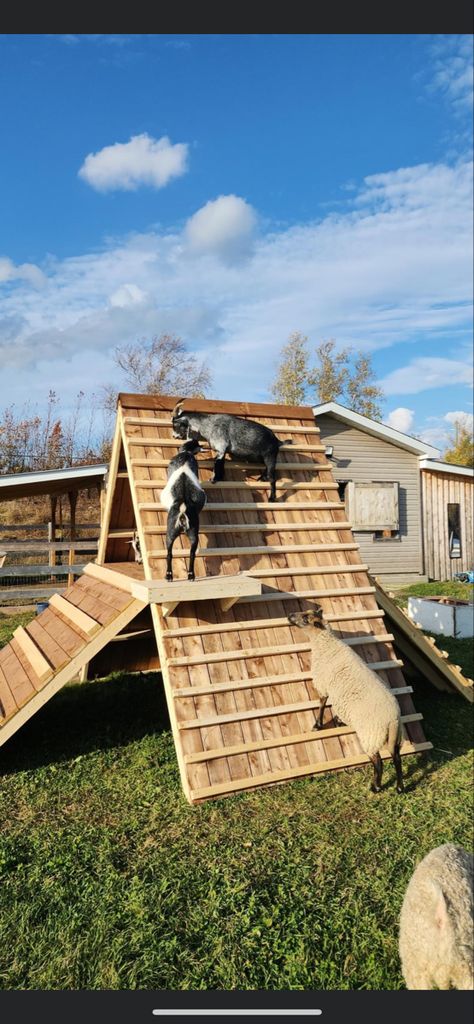 Diy Outdoor Animal Shelter, Animal Sheds Ideas, Farm Animal Pen Ideas, Playground For Goats, Goat Sleeping Area, Modern Goat House, Goat Corral Ideas, Goat Tree House, Goat Diy Projects