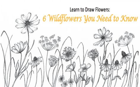 Easy Wildflower Drawing Step By Step, How To Draw Wildflowers, Learn To Draw Flowers, Shapes Lessons, Wildflower Drawing, Flower Step By Step, Botanical Line Drawing, Draw Flowers, Illustration Techniques