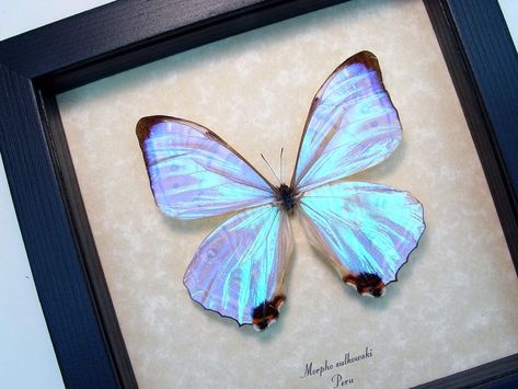 Morpho Butterfly, Butterfly Frame, Bugs And Insects, Purple Butterfly, Pansies, I Tattoo, Vintage Prints, Aesthetic Pictures, Moth