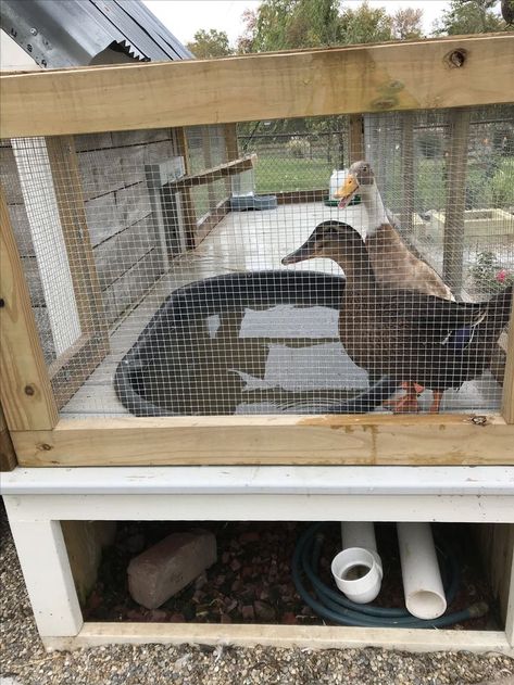 Duck Photography Cute, Pond With Deck, Easy Duck Coop, Duck Ponds Backyard Diy, Duck Pool Ideas, Duck Pen Ideas, Duck Coop Ideas, Duck Enclosure, Duck House Plans