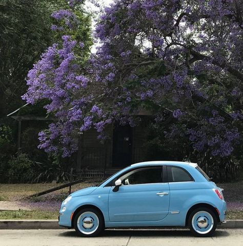 Fiat 500 Colours, Fiat 500 Car, Fiat Cars, Pretty Cars, Dream Garage, Vroom Vroom, My Dream Car, Future Car, Cute Cars