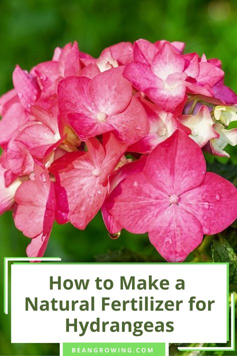 Best Fertilizer For Hydrangeas, When To Fertilize Hydrangeas, Fertilizer For Hydrangeas, Hydrangea Fertilizer, Hydrangea Plant Care, Diy Hydrangea, Flower List, Summer Planting, Diy Fertilizer