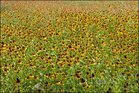 Blackland Prairie, Loving Texas, May 7th, Dandelion, Wild Flowers, Nature Photography, Texas