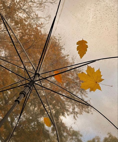 An umbrella with leaves on it. Clear Umbrella Aesthetic, Autumn Romance Aesthetic, Rainy Fall Day Autumn Rain, Rain Witch, Rainy Autumn Aesthetic, Fall Weather Aesthetic, Autumn Umbrella, Umbrella Aesthetic, Instagram Pic Ideas