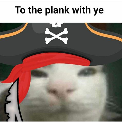 Pirate Reaction Pic, Pirate Facts, Pirate Humor, Pirate Funny, Cat Pirate, Pirate Code, Pirate Cat, Funny Looking Cats, Image Memes