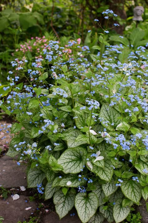 Guide to Growing Brunnera - FineGardening Brunerra Jack Frost, Jack Frost Brunnera, Brunnera Jack Frost, Shady Garden, Shade Gardening, Woodland Plants, Shade Garden Plants, Shade Gardens, Shade Perennials