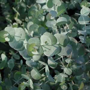 Eucalyptus Cinerea, Dollar Eucalyptus, Backyard Plants, Silver Dollar Eucalyptus, Silver Dollar, Cut Flowers, Dollar Tree, Blue Gray, Bridal Bouquet