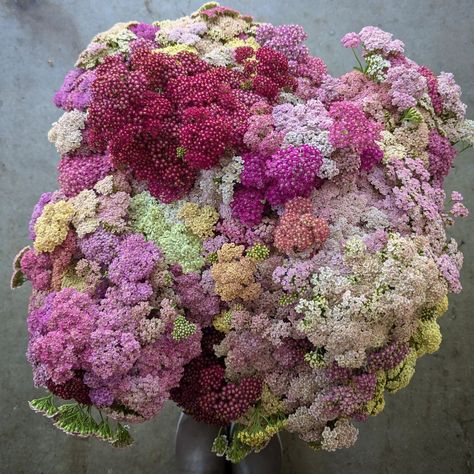 🔥Hot tip for harvesting Yarrow: BE PATIENT 😉 For most types of flowers, we are racing to harvest them early BEFORE they open up… …but with Yarrow, it’s the opposite. You’ve got to wait until nearly all of the tiny florets open up and you can see the pollen developing. THEN and ONLY THEN, can you harvest it.  If you harvest too early, they wilt and never recover. 😫 Yarrow is such a wonderful addition to mixed bouquets and arrangements. And bonus - it’s also a great dried flower! Simply c... Yarrow Bouquet, Dried Yarrow, Pink Yarrow, Wedding Deco, Types Of Flowers, Dried Flower, Cut Flowers, Open Up, Dried Flowers