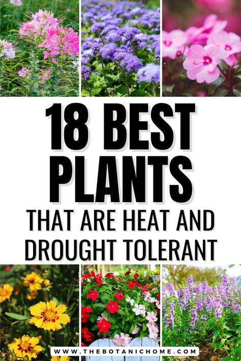 Image of heat tolerant annual flower types. Text reads: 18 best plants that are heat and drought tolerant. Full Sun Flower Pot Ideas, Sun Planter Ideas, Full Sun Planter Ideas, Plants That Like Sun, Full Sun Drought Tolerant Plants, Full Sun Planters, Drought Tolerant Landscape Front Yard, Plants For Containers, Heat Tolerant Flowers