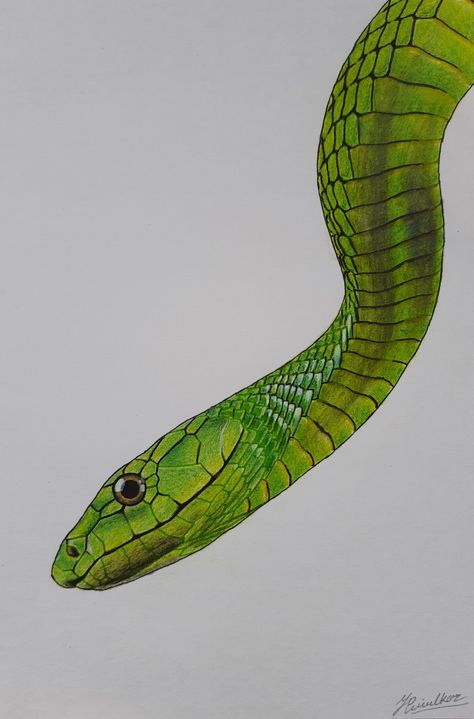 Snake Colour Pencil Drawing, Realistic Snake Drawing Color, Snake Drawing Colored Pencil, Realistic Snake Painting, Snake Color Pencil Drawing, Colorful Snake Drawing, Snake Picture Drawing, 3d Snake Drawing, Snake Realistic Drawing