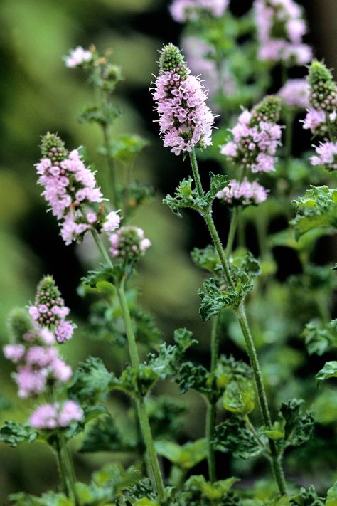 Spearmint Flowering Herbs, Plants With Pink Flowers, Best Herbs To Grow, Mint Herb, Pink Perennials, Mint Flowers, Herb Garden Design, Aromatic Plant, Edible Plants