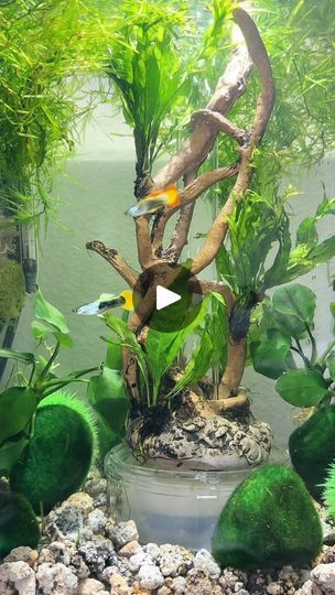 2.1K views · 2K reactions | Comment GUPPY and I’ll send you the link to the aquarium!

I’ve gotten a lot of inquiries about it and happy to share the details on this @biorb_americas aquarium!

#aquaticplants #liveaquaticplants #fishtank #aquarium #biorblifeaquarium | Britt Parrish The Aquarium, Aquatic Plants, 1k Views, Fish Tank, The Details, To Share, Home And Garden, Water