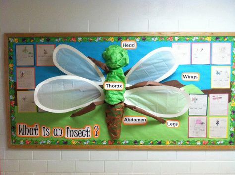 science bulletin boards for kindergarten | ... Decorating Ideas ⋅ Science Bulletin Boards & Classroom Ideas Bulletin Boards Kindergarten, Bulletin Board Ideas For Elementary, Kids Bulletin Boards, Science Bulletin Boards, Science Board, Insect Unit, Insects Theme, Classroom Board, School Displays