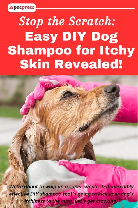 Diy Dog Shampoo For Dry Skin, Shampoo For Dogs With Itchy Skin, Diy Pet Shampoo, Dog Scratching Remedies, Best Dog Shampoo For Itchy Skin, Home Remedy For Dogs Itchy Skin, Home Remedy For Itchy Dog Skin, Diy Dog Shampoo For Itchy Skin Homemade, Homemade Dog Food For Itchy Skin