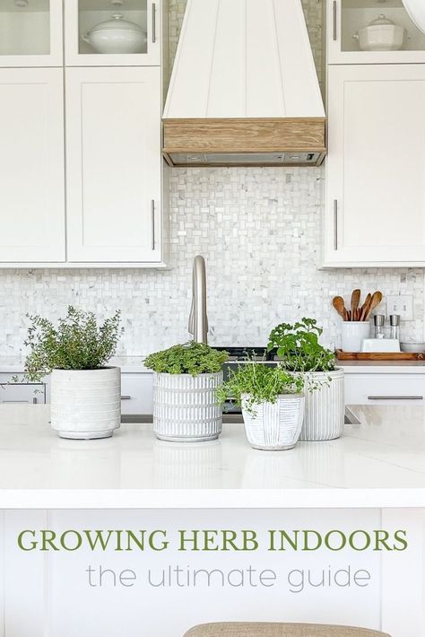 Growing indoor herbs can bring like and deliciousness to your kitchen. Learn how to care for and grow herbs so they last. How To Decorate Kitchen Countertops, Decorating Kitchen Countertops, Indoor Herbs, Small Wooden Tray, Growing Herbs Indoors, Kitchen Countertop Decor, Grow Herbs, Kitchen Plants, Decorating Kitchen