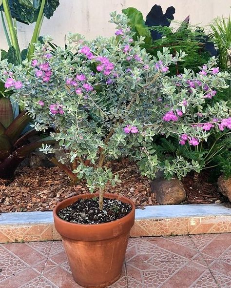 How to Grow Texas Sage Plant in Pot | Texas Ranger Plant Care Texas Sage Landscape, Texas Sage Bush, Mexican Sage Bush, Best Potted Plants, Leaf Compost, Texas Trees, Sage Bush, Backyard Plans, Texas Sage