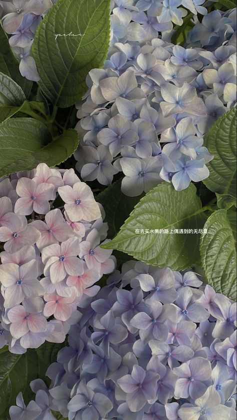 Hydrangeas Wallpaper, Hydrangea Wallpaper, Blue Hydrangea Flowers, Peonies And Hydrangeas, Nothing But Flowers, Flower Therapy, Beautiful Bouquet Of Flowers, Pretty Plants, Hydrangea Flower