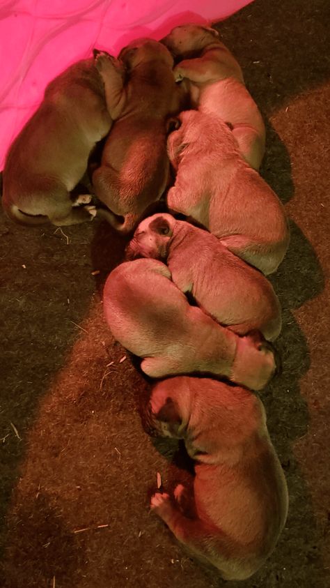 Boerboel Mastiff Puppies, Boerboel Puppies, South African Boerboel, South African Mastiff, African Boerboel, Best Guard Dogs, Mastiff Puppies, Lafayette La, Puppy Breeds