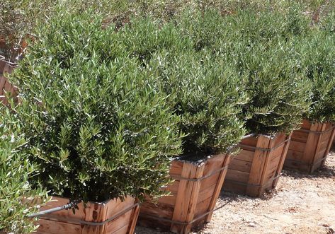 The dwarf olive works beautifully as an accent shrub or foundation planting. Can be used in a variety of landscape settings where full sun is available. Potted Plant Landscaping, Olive Tree Care, Olive Trees Landscape, Growing Olive Trees, Front Yard Plants, Mediterranean Landscaping, Olea Europaea, Foundation Planting, Planting Shrubs