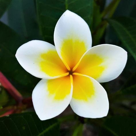 Fiori Frangipani, Flores Plumeria, White Plumeria, Flower Pot Design, Flowers For Sale, Plumeria Flowers, Plant Photography, Wonderful Flowers, Plants For Sale