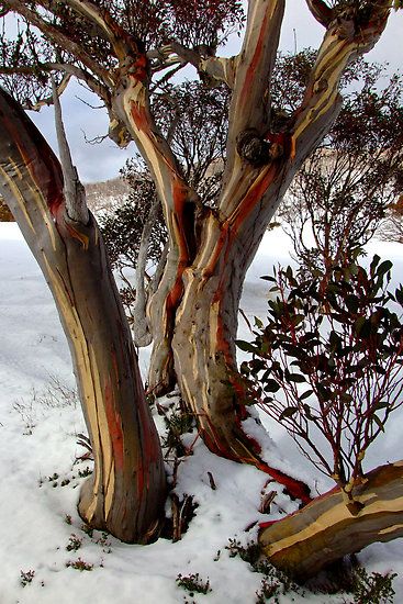 Eucalyptus pauciflora (snow gum) is a species of flowering plant in the family Myrtaceae. It is a small tree or large shrub growing 4–8 m (13–26 ft) tall, occasionally reaching 20 m (66 ft), and native to subalpine and lowland habitats in eastern Australia. It is the hardiest of all eucalyptus, surviving the severe winter temperatures of the Australian Alps. Other common names include cabbage gum, weeping gum and white sallee. Australian Alps, Boom Kunst, Snow Travel, Australian Winter, Cold Christmas, Gum Trees, Australian Trees, Christmas Landscape, Australian Plants