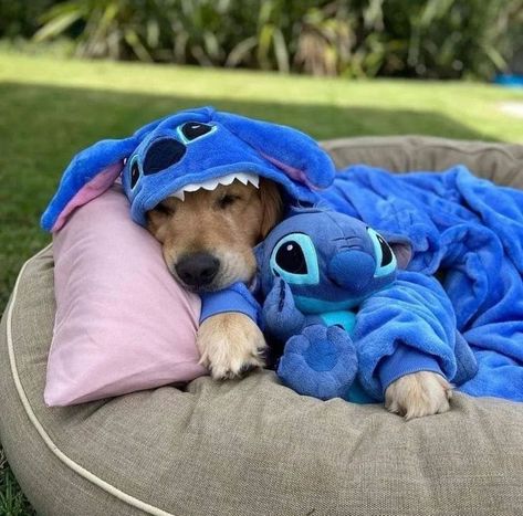 A Dog, Bed, Dogs, Animals, Blue