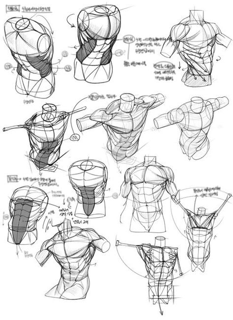 (3) ☕ on X: "https://t.co/1vsjZG19NC" / X Drawing Torso, Torso Anatomy, Figure Drawing Tutorial, Human Anatomy Reference, Man Anatomy, Anatomy Tutorial, Human Anatomy Drawing, Human Anatomy Art, Anatomy Sketches