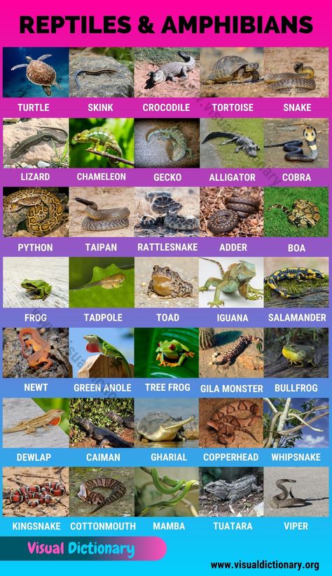 Reptile and Amphibian Habitats Names Of Birds, Animals Name In English, List Of Names, Visual Dictionary, Cold Blooded, General Knowledge Book, Animal Groups, Charts For Kids, English Language Learning