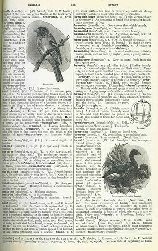 vintage encyclopedia images - Google Search Vintage Encyclopedia, Bird Illustrations, Vintage Dictionary, Bramble, Bird Illustration, Vintage Images, Altered Art, Illustrations, Google Search