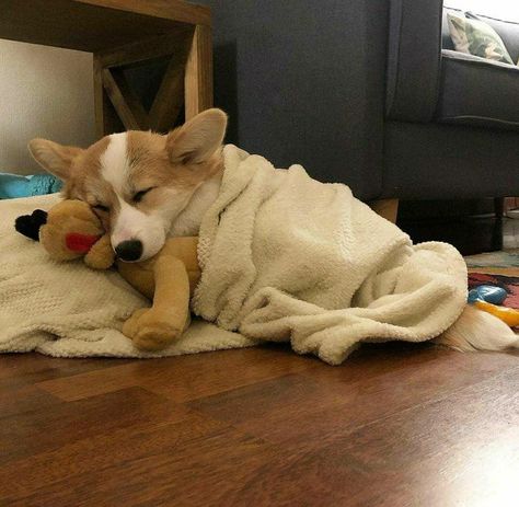 Corgi Sleeping, Pet Photography Poses, Corgi Breeds, Cute Corgi Puppy, Corgi Butts, Really Cute Dogs, Corgi Puppy, Cute Corgi, Baby Animals Funny