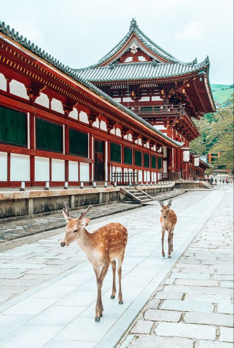 Deer, Japan, Temple Nara Prefecture Japan, Nara Japan Deer, Nara Park Japan, Nara Japan Aesthetic, Nara Deer Park, Deer Walking, Japan Moodboard, Japan Park, Nara Deer