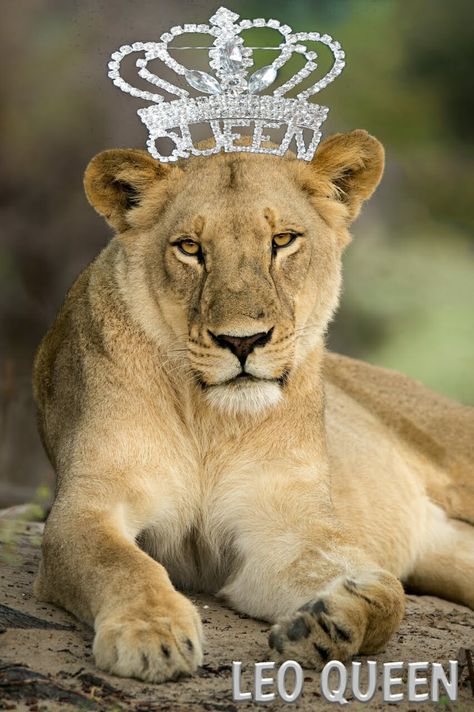 Leo Queen Leo Queen, Emoticon Love, Lion Lioness, Female Lion, Life Matters, Black Life, August Born, Sweet Love Quotes, Large Painting