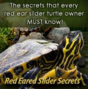 Red Ear Turtle, Red Ear Slider, Turtle Enclosure, Turtle Tanks, Red Eared Slider Turtle, Tortoise Diet, Turtle Aquarium, Turtle Care, Turtle Homes