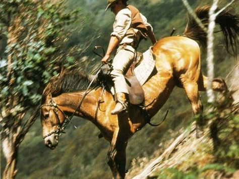 The Man from Snowy River. One of my all-time favorites. (1982) Reminds me of family movie nights when my babies were little. The Man From Snowy River, Man From Snowy River, Snowy River, Horse Names, All The Pretty Horses, Pet Peeves, Appaloosa, Pretty Horses, Western Movies