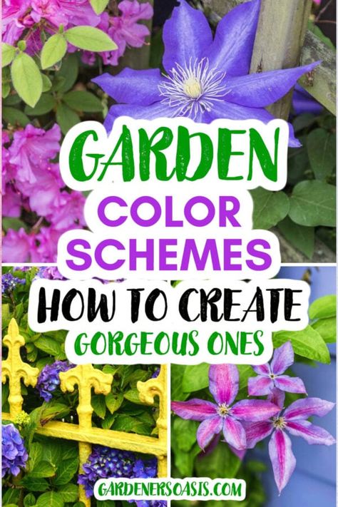 Garden Color Combinations, White Flowering Shrubs, Pink Color Combination, Full Sun Plants, Blue Hibiscus, The Color Wheel, Purple Garden, English Cottage Garden, Covered Garden