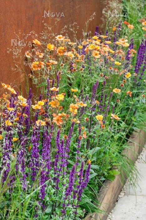 Planting with Geum Totally Tangerine, Salvia Caradonna and ornamental grasses Grass Pathways In Garden, Salvia Caradonna Combination, Geum Totally Tangerine, Salvia Caradonna, Planting Combinations, Garden Gate Design, Berry Garden, Perennial Border, Outdoor Flowers