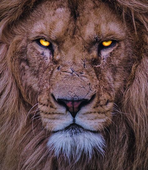 León, Leones, Lion, Big cat Injured Lion Wallpaper, Scary Lion, Lion Aesthetic, Lion Sketch, Lion Photography, Wild Lion, Amazing Animal Pictures, Animal Illustration Art, Wild Animals Pictures