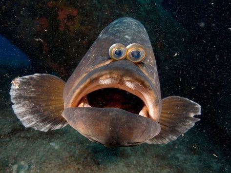 What If Animals Had Eyes In The Front Of Their Face Like Humans? (20 Unsettling Pics) - I Can Has Cheezburger? Weird And Funny, Fish Face, Cool Fish, Dogs Funny, Underwater Creatures, Rare Animals, Weird Creatures, Animal Heads, Fishing Humor