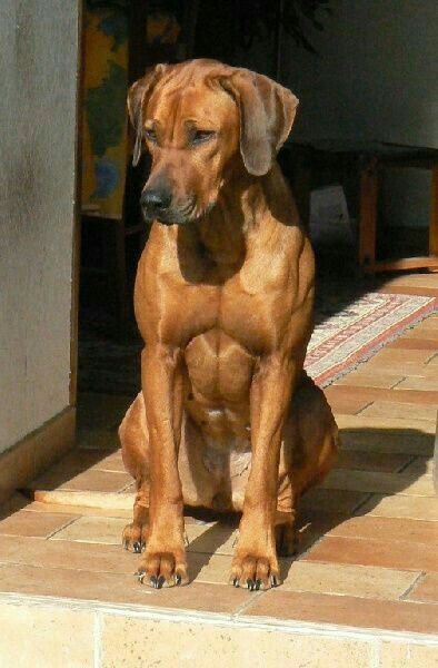 Rhodesian Ridgeback Dog, Big Dog Breeds, Dog Anatomy, Modern Cv, Lion Dog, Rhodesian Ridgeback, Dog Wallpaper, Big Dog, Weimaraner