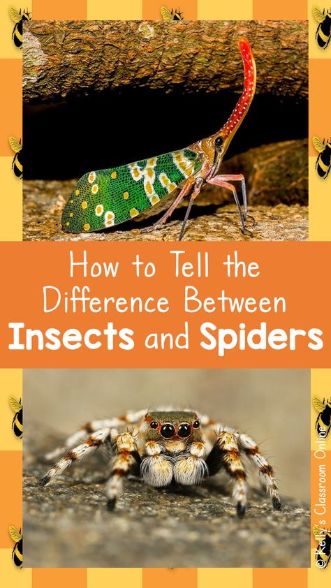 Top photo: Canthigaster Cicada (red head, long nose, green wings with yellow and white spots. Bottom photo: Tarantula (grey with reddish brown stripes at the joints.) Insects Vs Arachnids, Preschool Bugs, Insect Study, Gardening Club, Bugs Preschool, Stem Experiments, Animal Life Cycles, Theme Preschool, Winnie The Pooh Honey