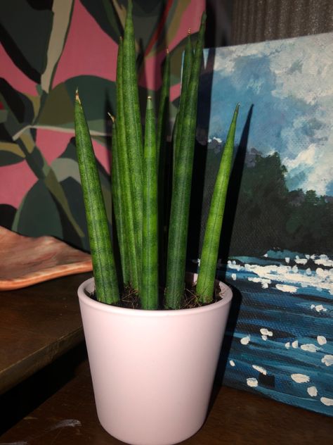 Cylindrical Snake Plant, Snake Plant, Celery, Asparagus, Plants