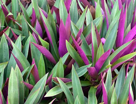 Moses in the Cradle Guide: How to Grow & Care for “Tradescantia spathacea” Florida Shade Plants, Flowers That Like Shade, Florida Plants Landscaping, Moses In The Cradle, Chenille Plant, Florida Gardens, Oyster Plant, Small Flowering Plants, Florida Flowers